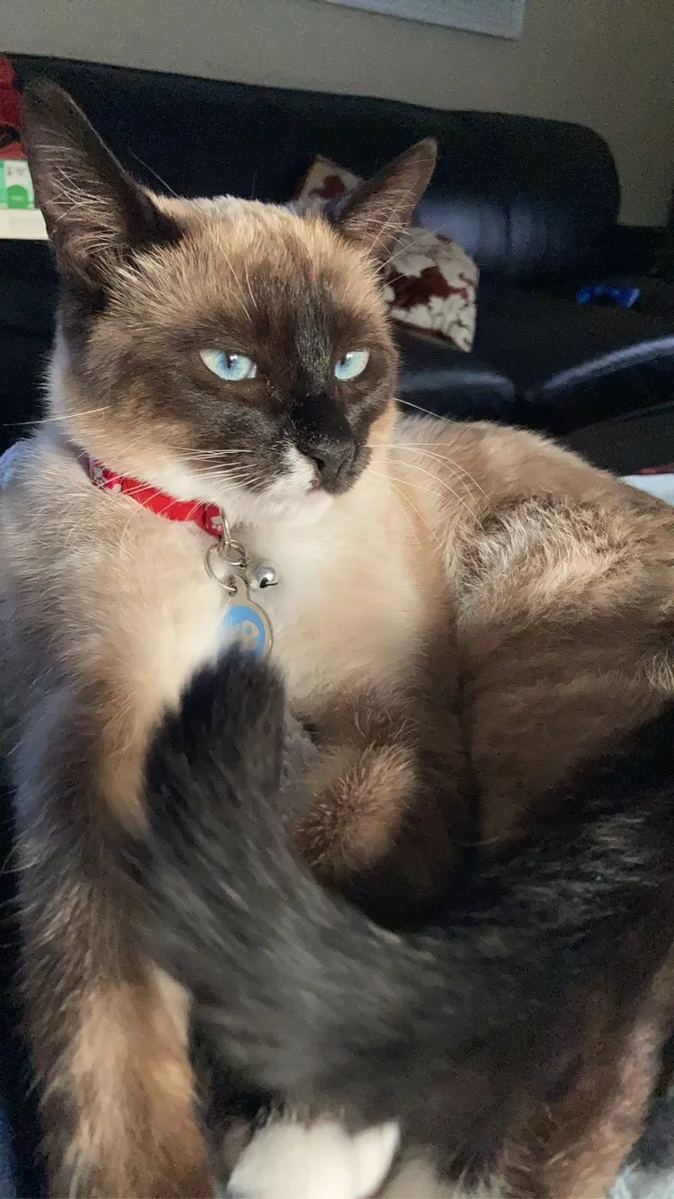 Lost cat in La Habra, CA, 90631