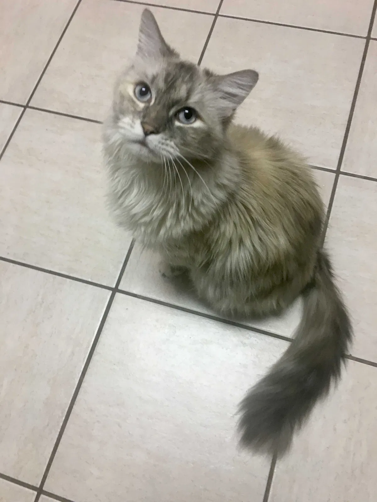 Lost cat in Waconia, MN, 55387