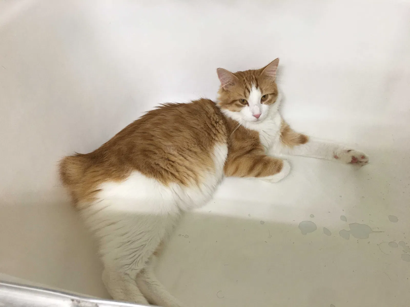 Lost cat in Prairie Village, KS, 66208