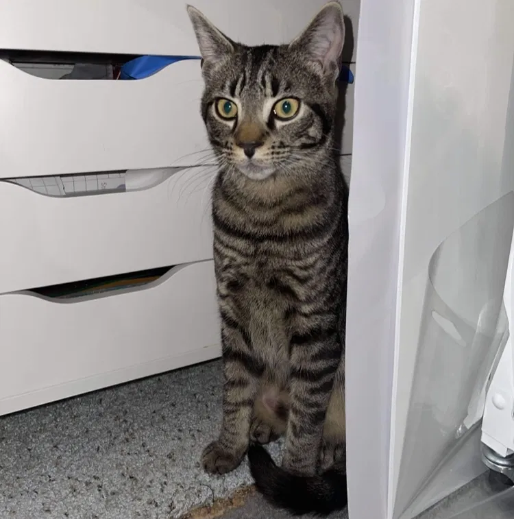 Lost cat in Springfield, NJ, 7081