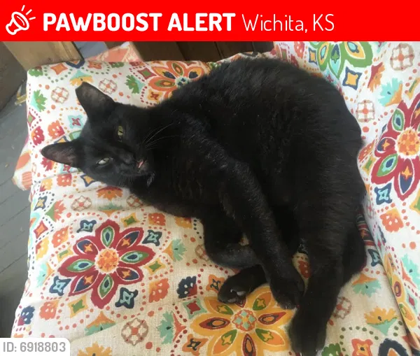 Lost cat in Wichita, KS, 67211
