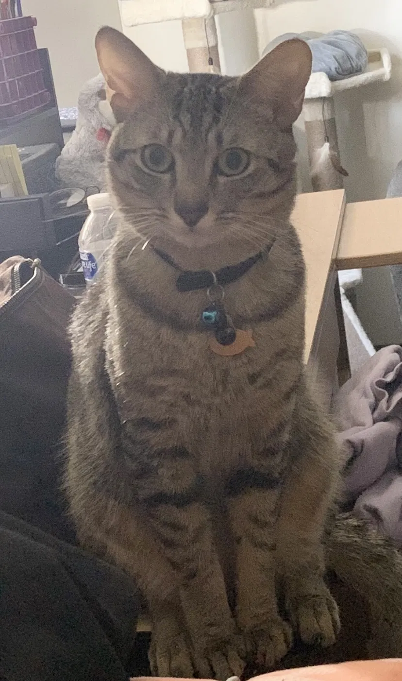 Lost cat in Miami, FL, 33143