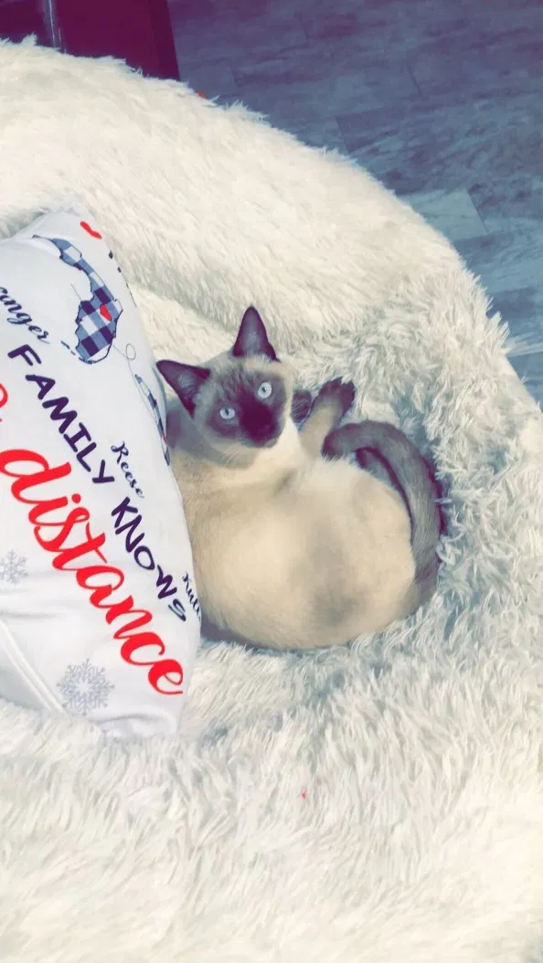 Lost cat in Port Richey, FL, 34668