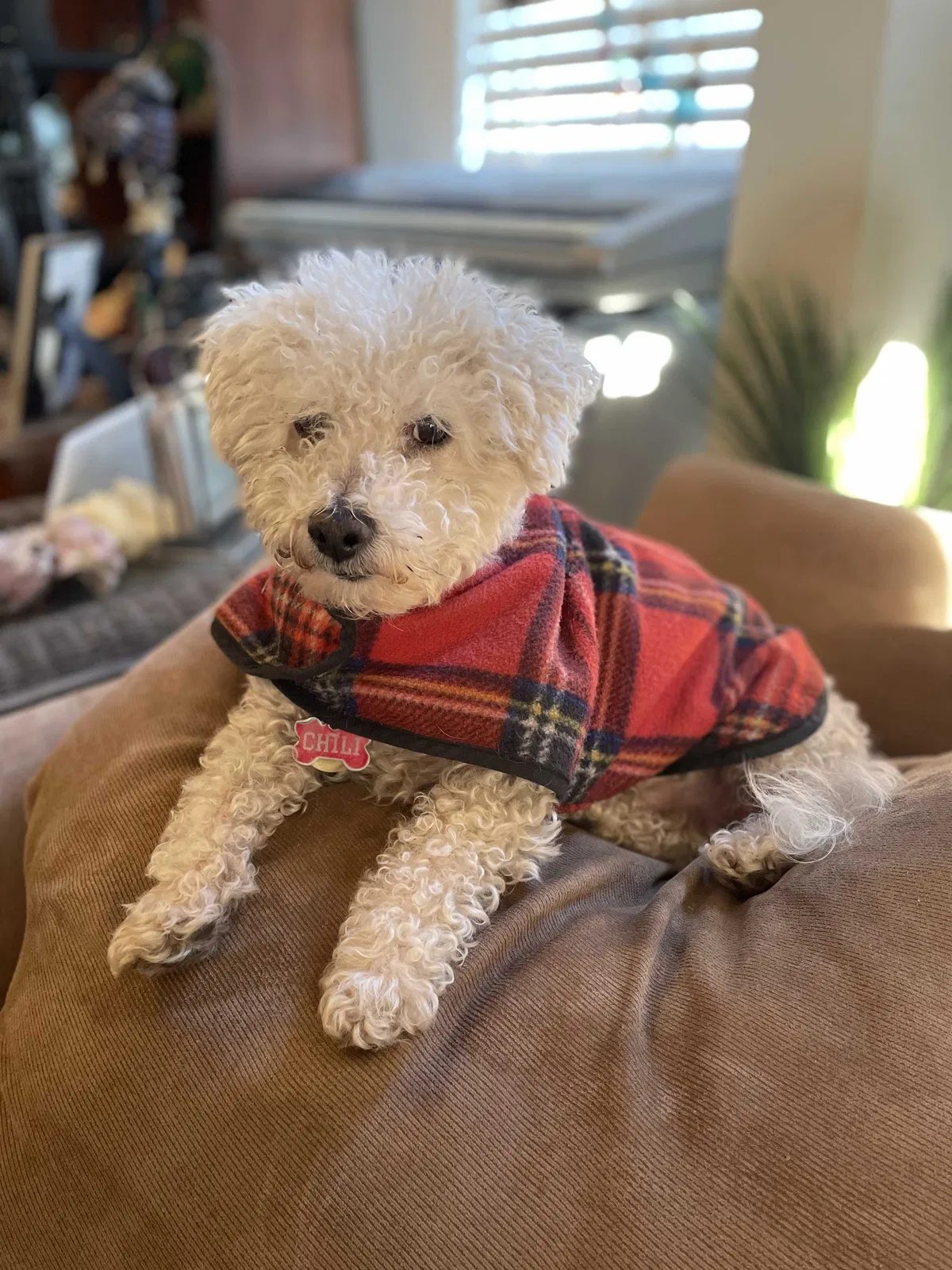 Lost dog in Sacramento, CA, 95815