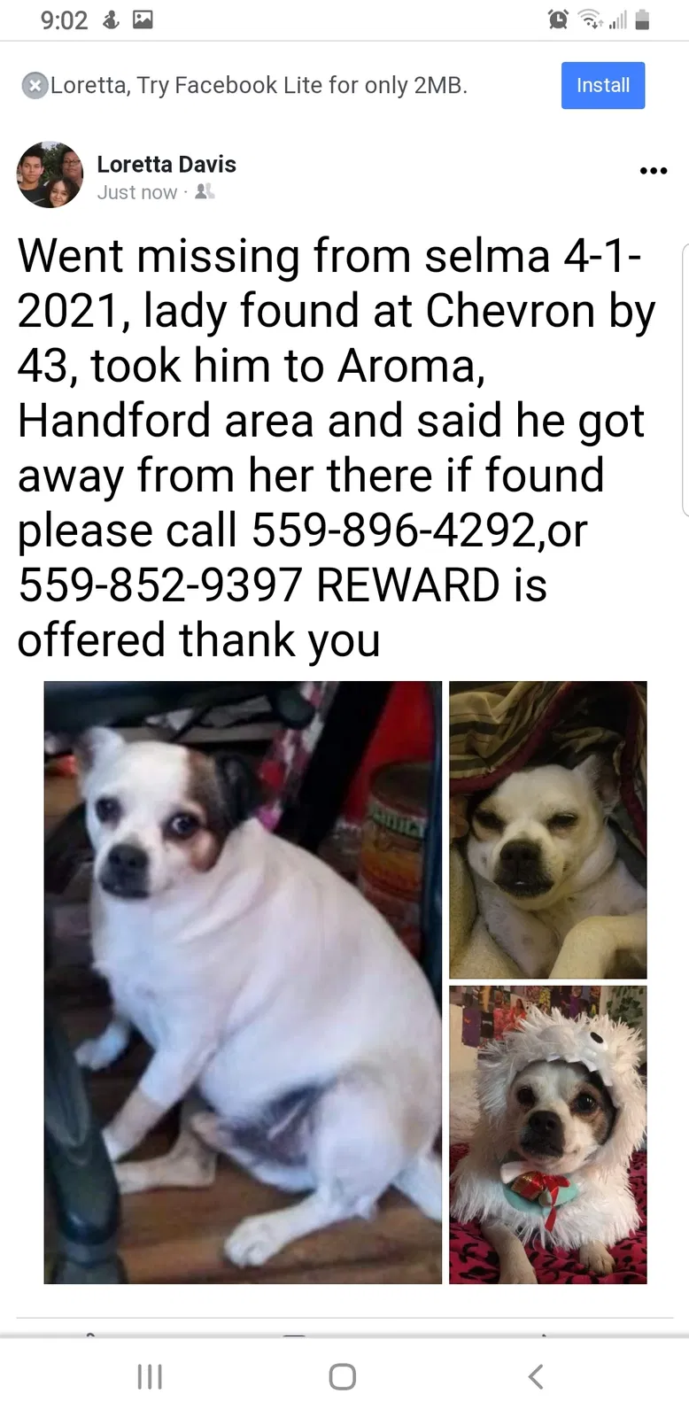 Lost dog in Hanford, CA, 93230