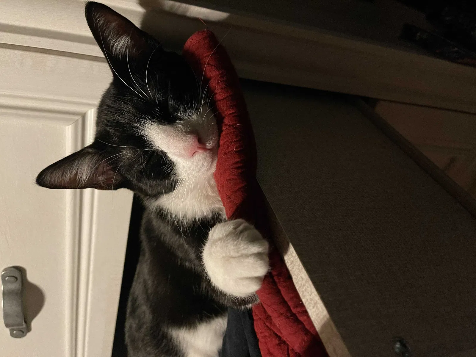 Lost cat in Gatlinburg, TN, 37738