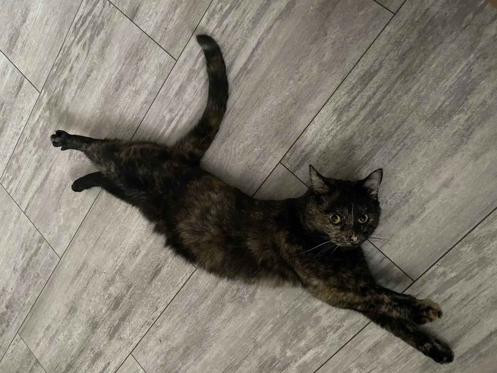 Lost cat in Erie, PA, 16508