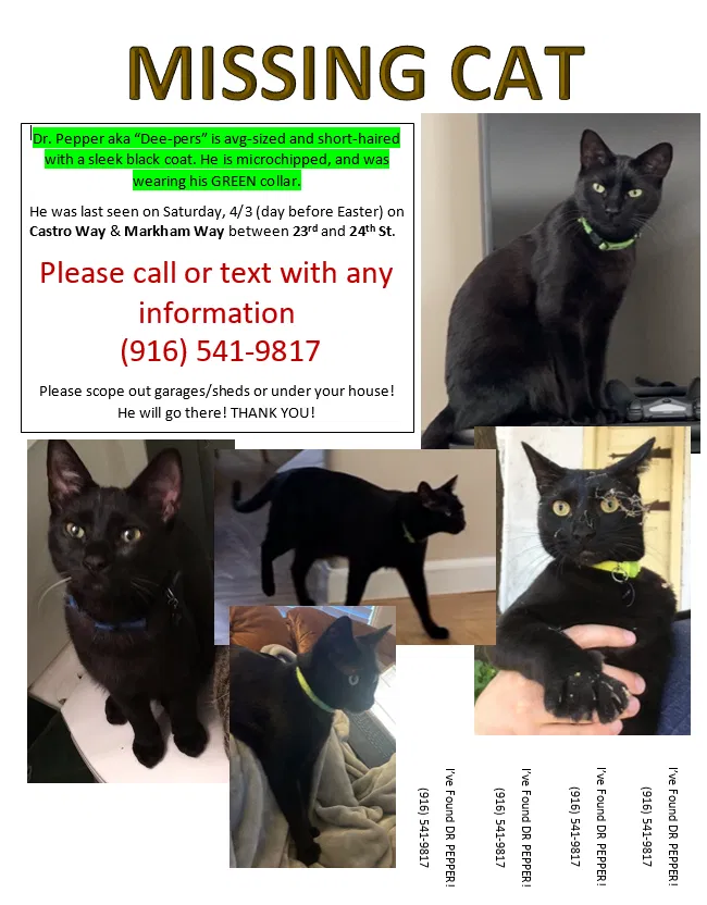 Lost cat in Sacramento, CA, 95818