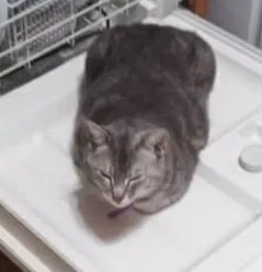 Lost cat in Kelso, WA, 98626