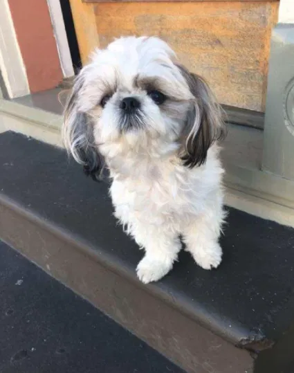 Lost dog in New Orleans, LA, 70116