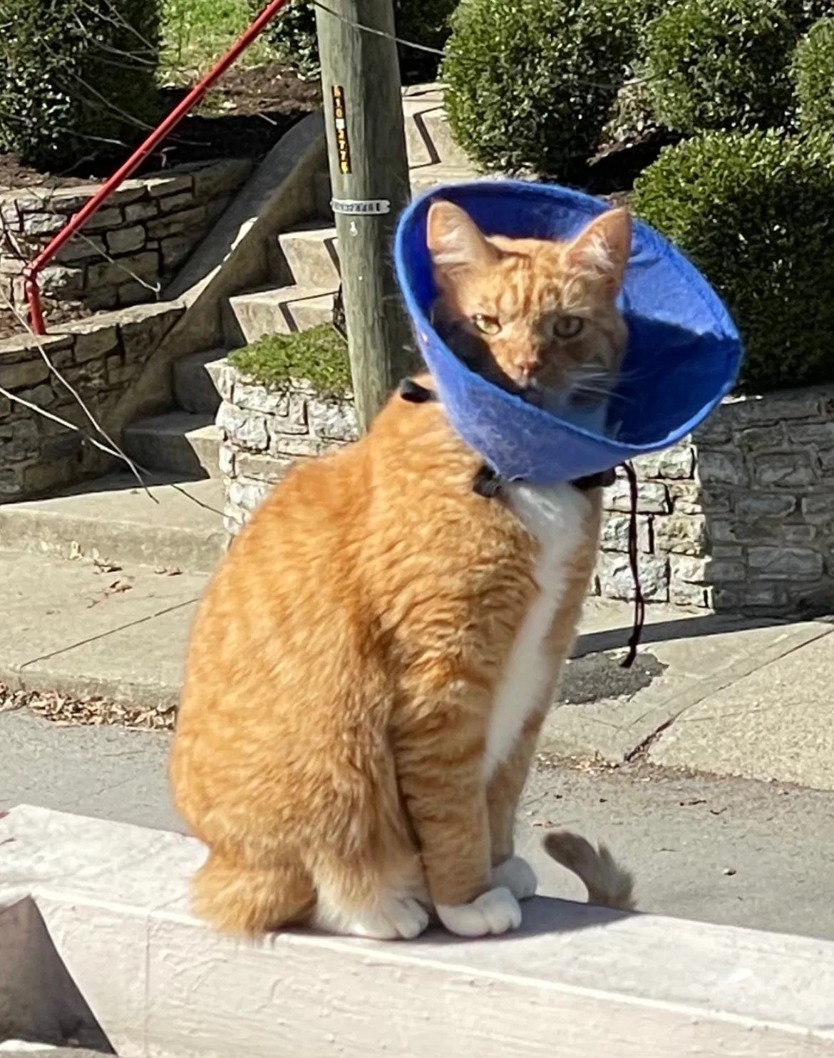Lost cat in Cincinnati, OH, 45208