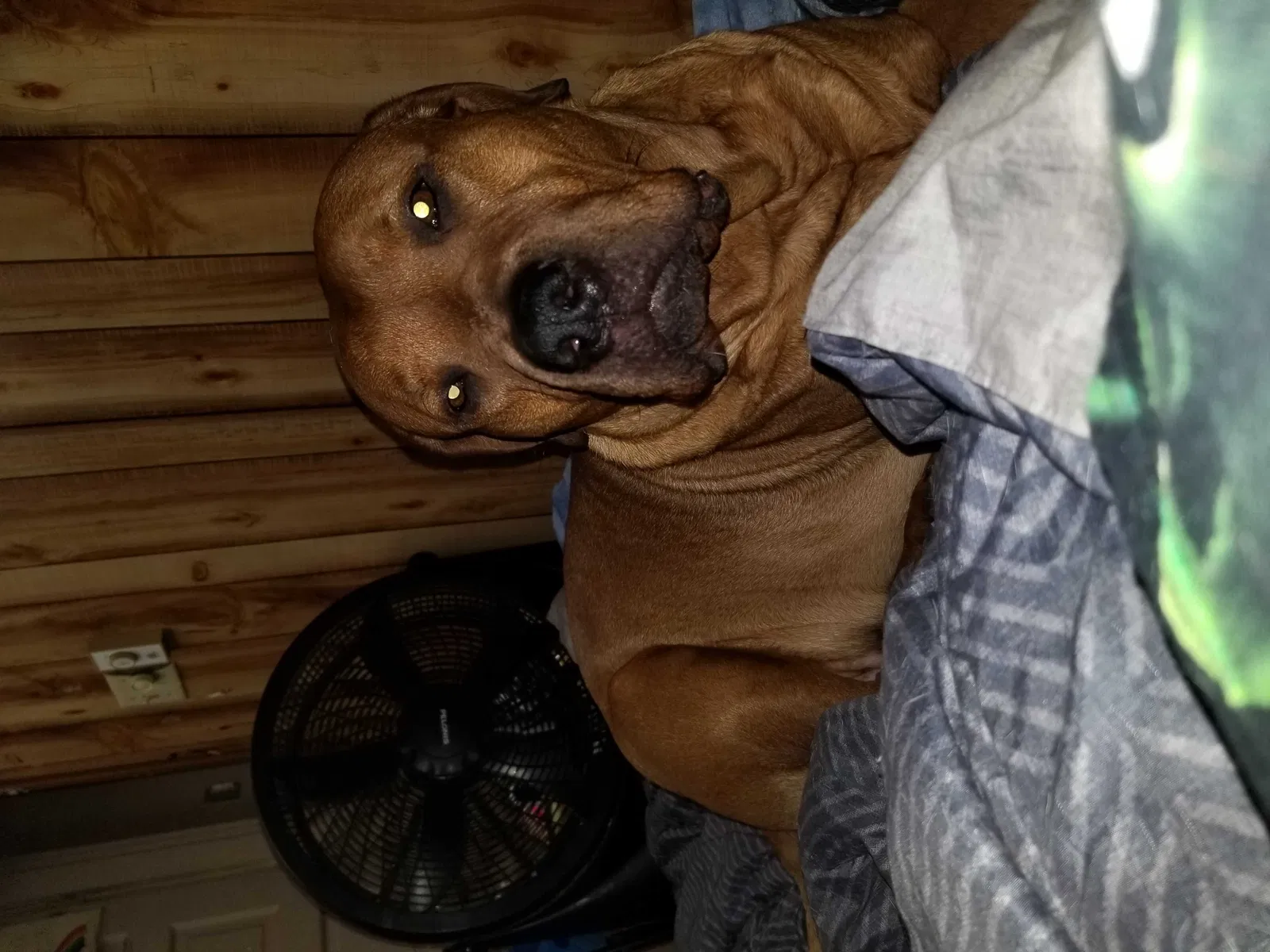 Lost dog in Latrobe, PA, 15650