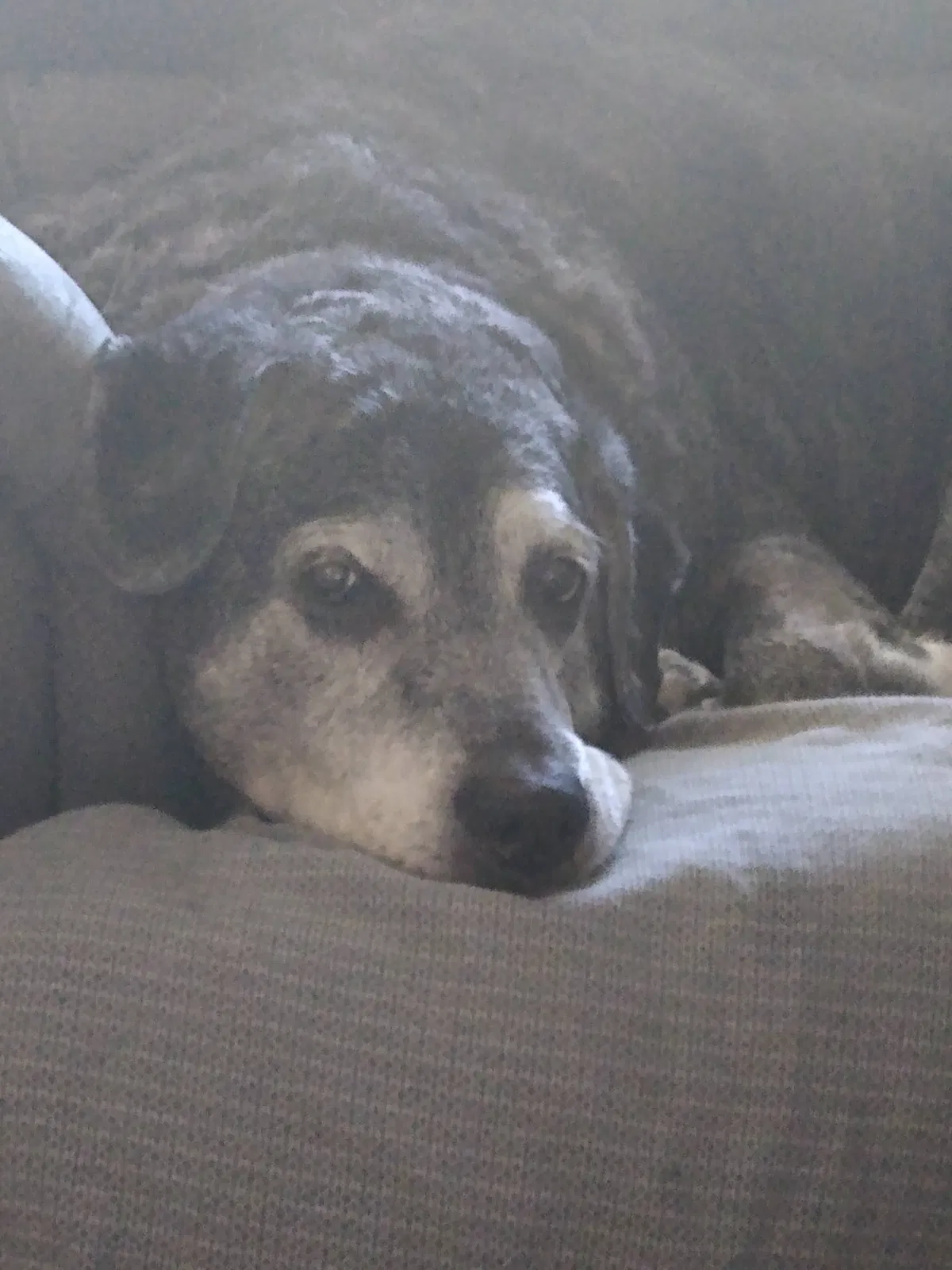 Lost dog in Stahlstown, PA, 15687