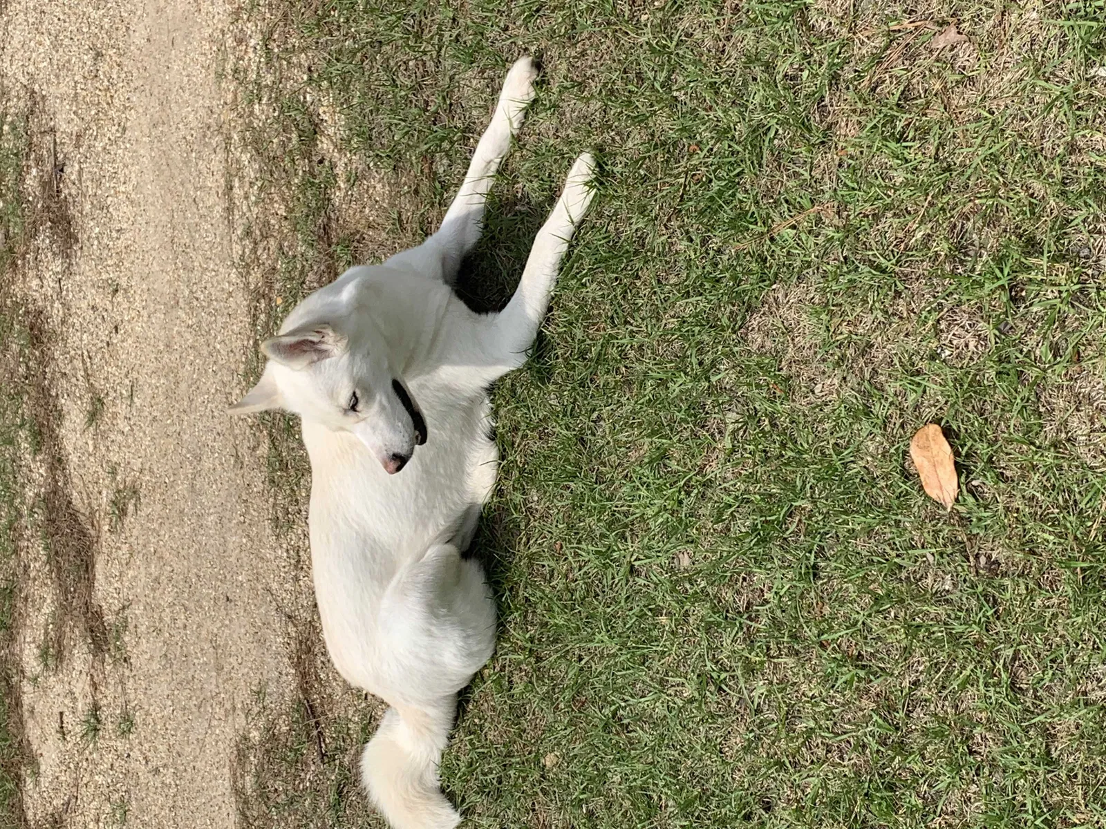 Lost dog in Deridder, LA, 70634