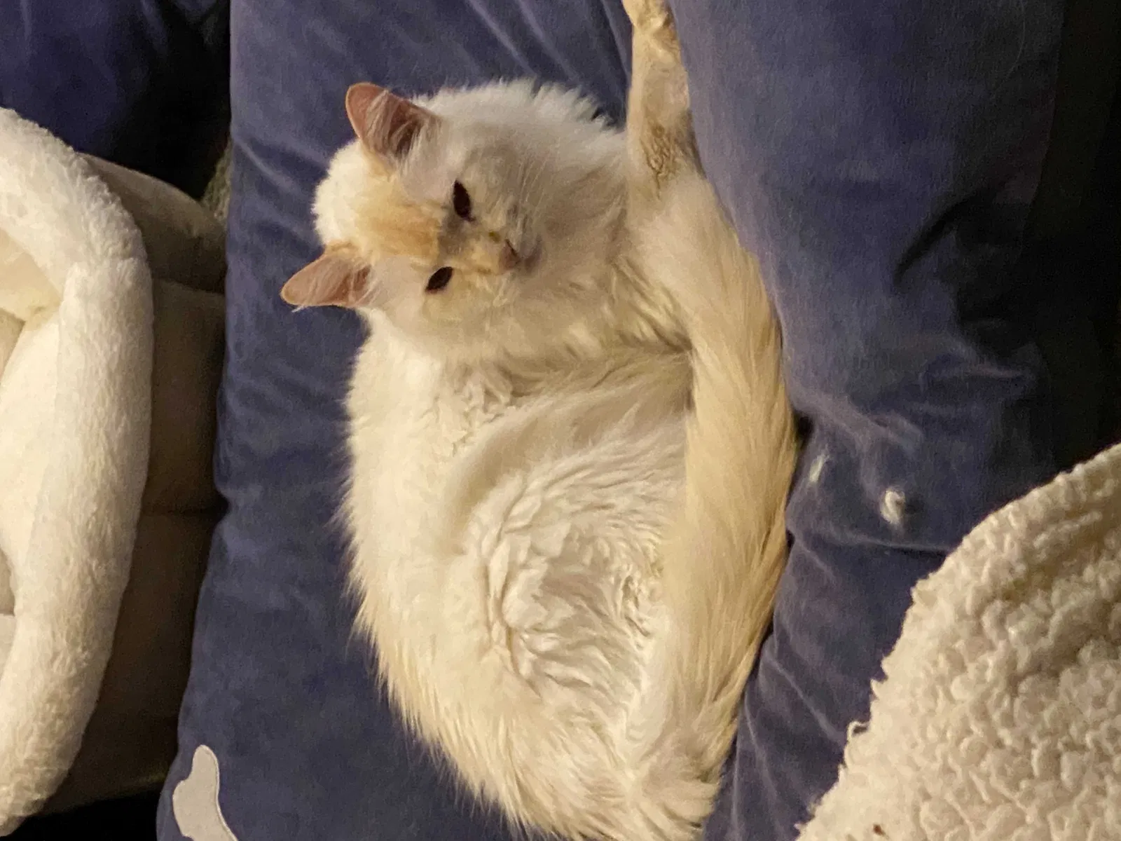 Lost cat in Clearfield, UT, 84015