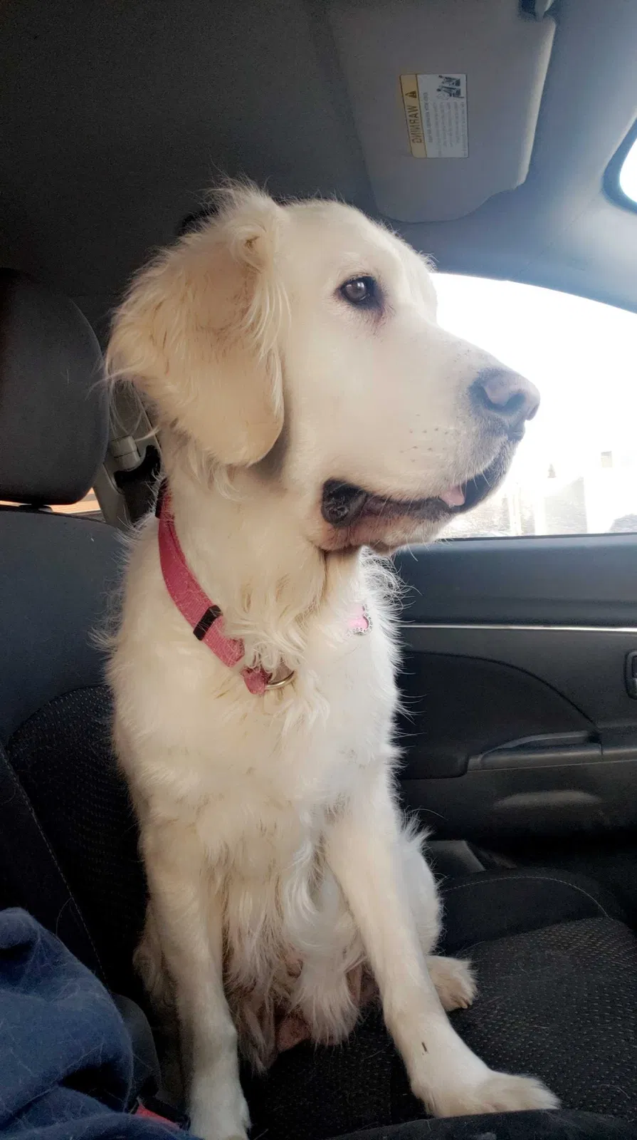 Lost dog in Spokane, WA, 99204