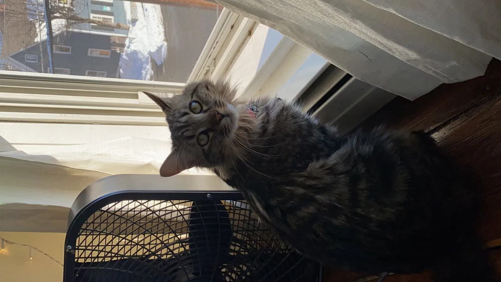 Lost cat in Lowell, MA, 1852