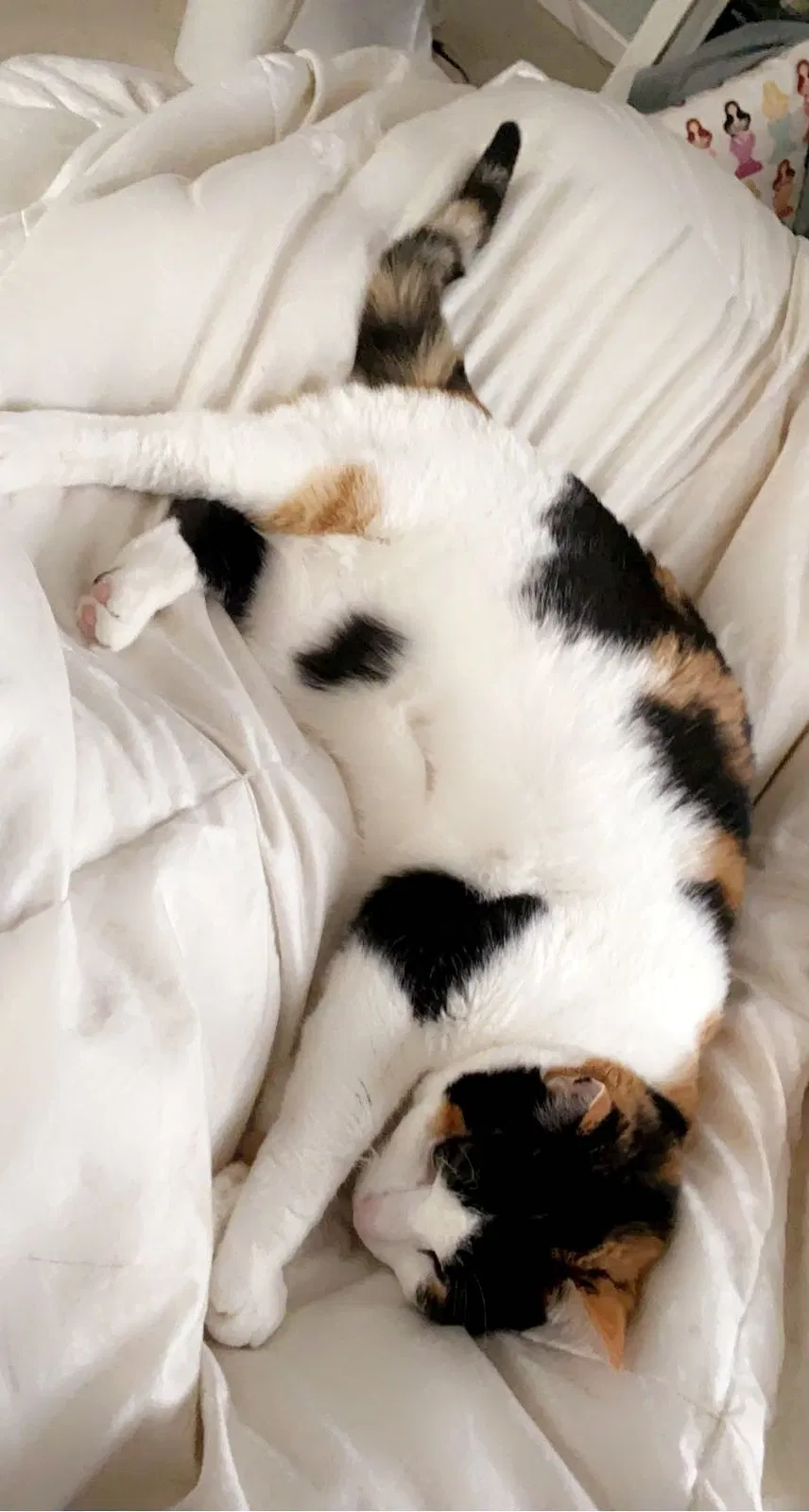 Lost cat in Mc Lean, VA, 22101