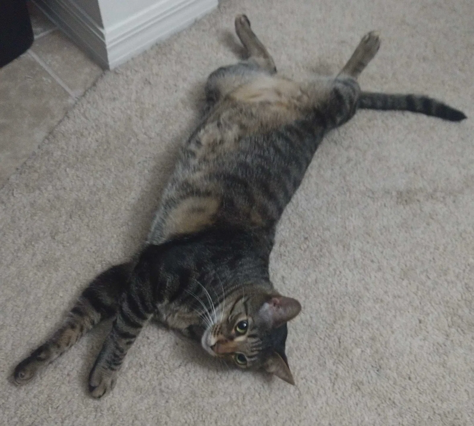 Lost cat in Rochester, NY, 14609