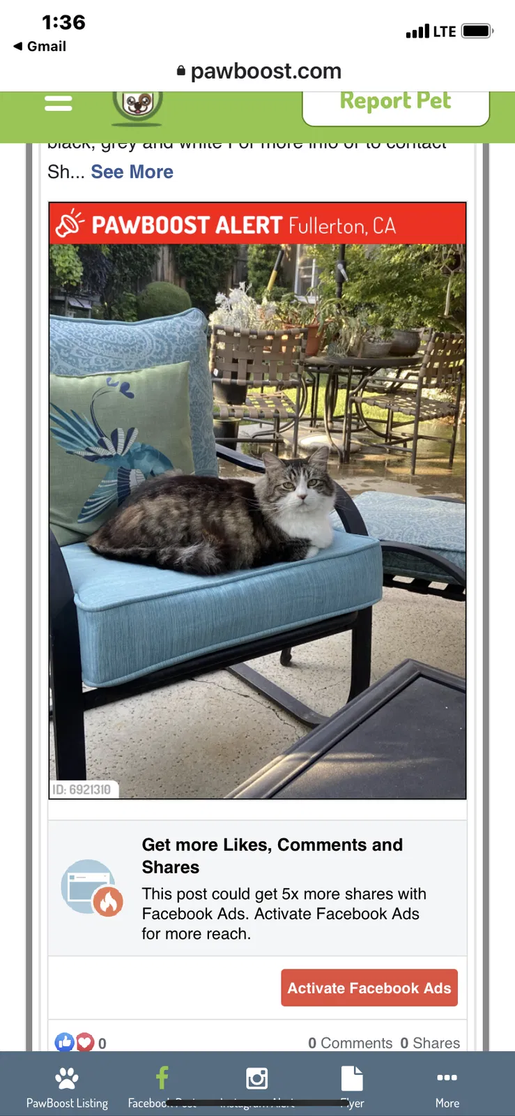 Lost cat in Fullerton, CA, 92831