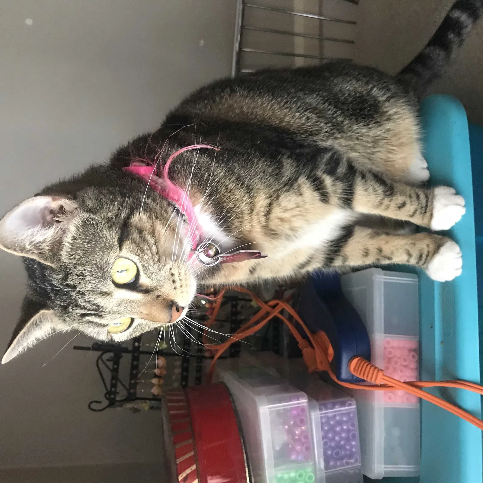 Lost cat in Dallas, TX, 75228