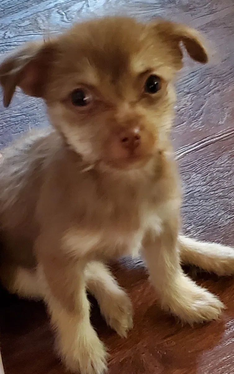 Lost dog in Lakeland, FL, 33810