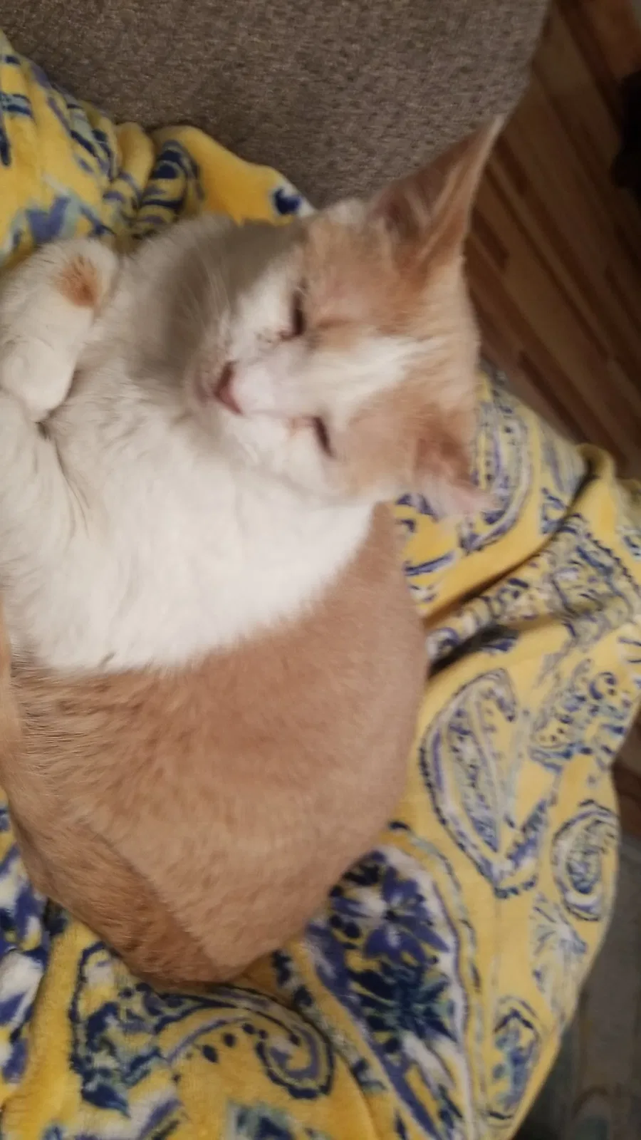 Lost cat in Cleveland, OH, 44130