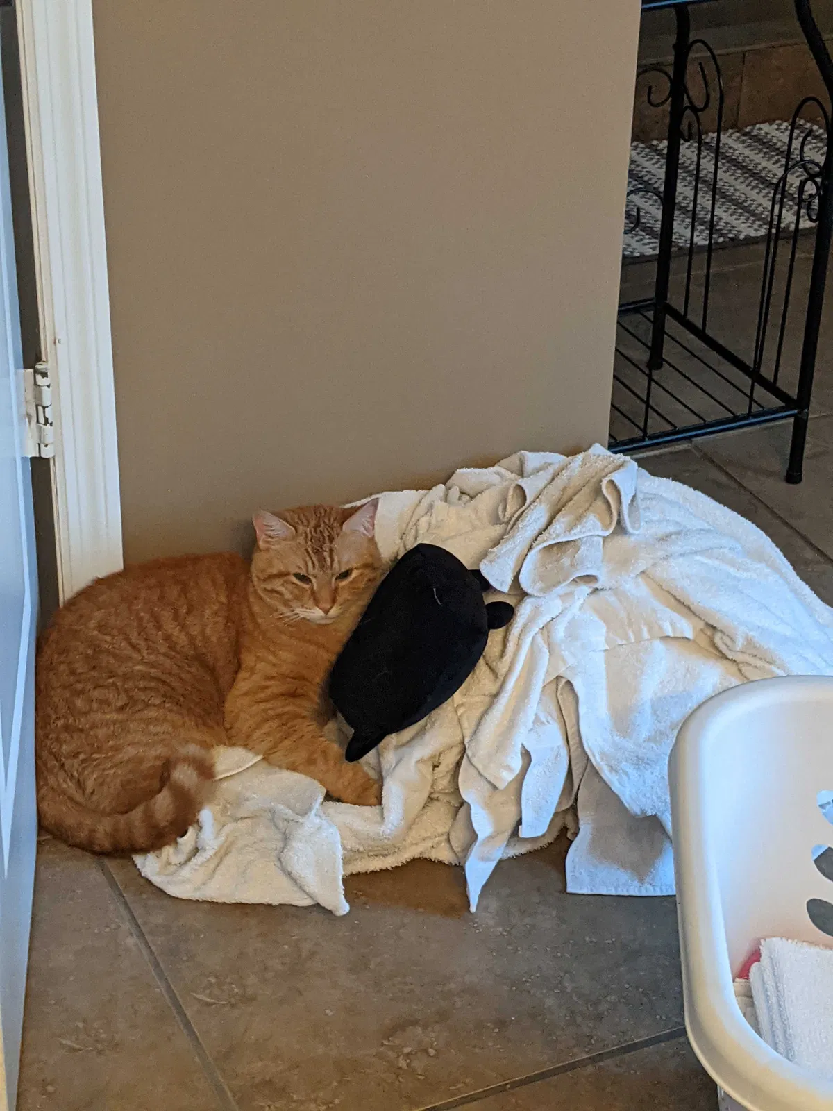 Lost cat in Lebanon, TN, 37087
