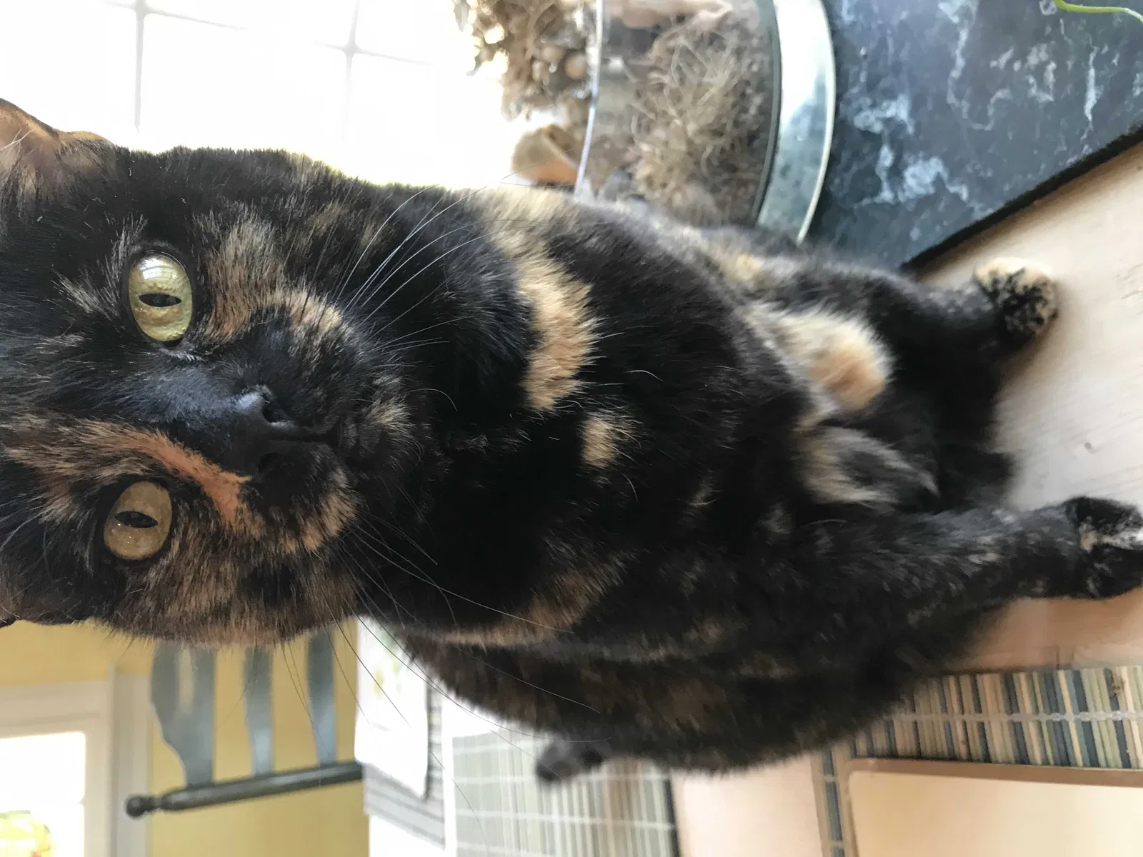 Lost cat in Wilton, CT, 6897