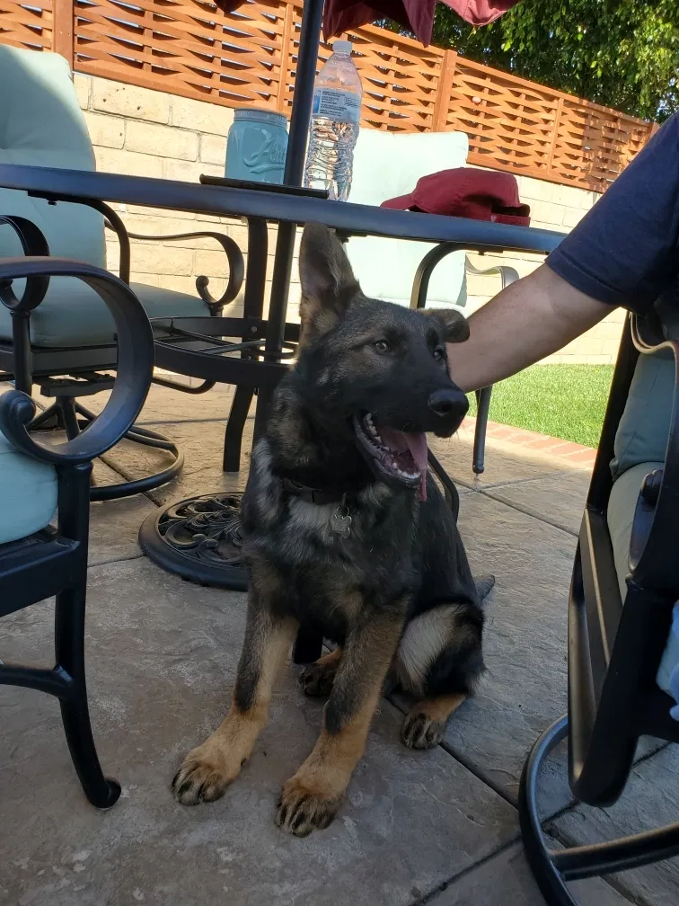 Lost dog in Oxnard, CA, 93036