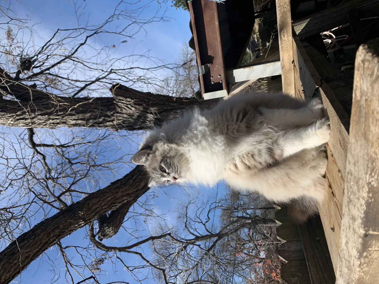 Lost cat in Fort Worth, TX, 76114