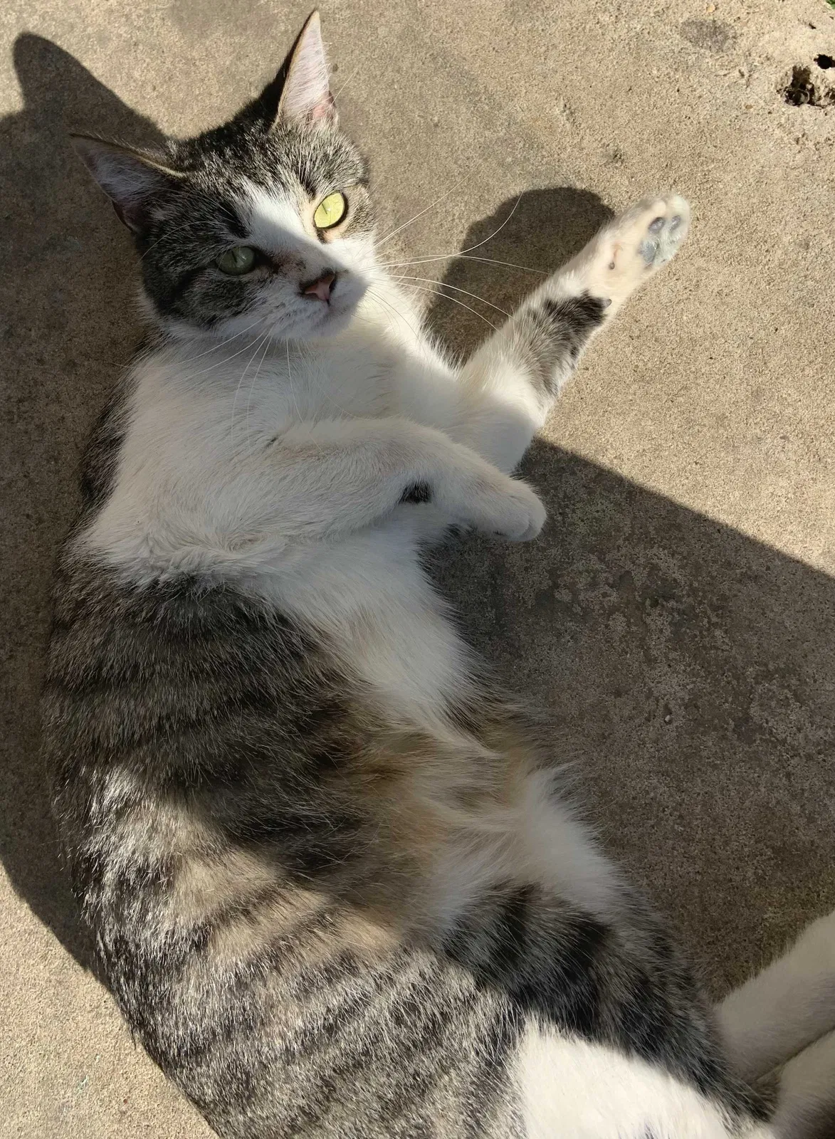 Lost cat in Austin, TX, 78741