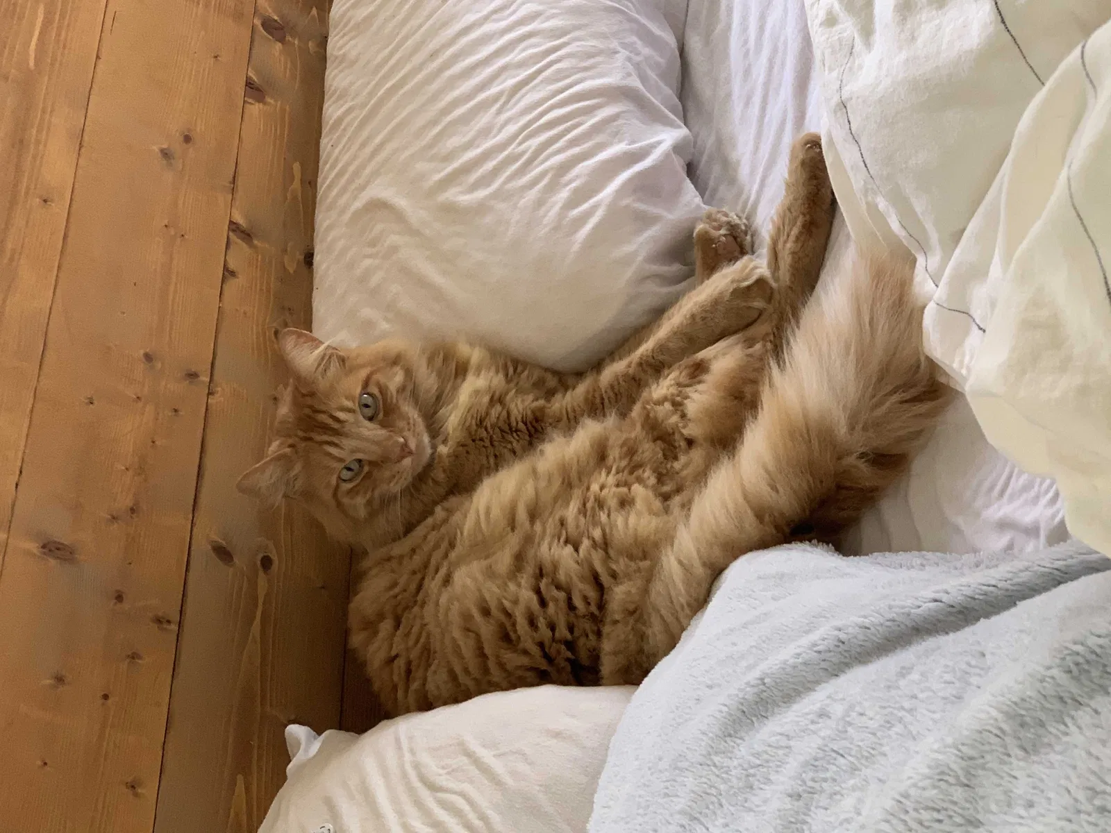 Lost cat in San Marcos, TX, 78666