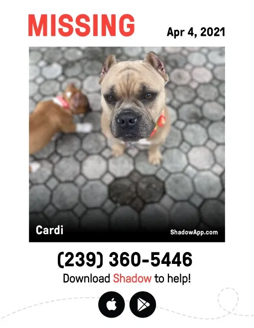 Lost dog in Lehigh Acres, FL, 33936