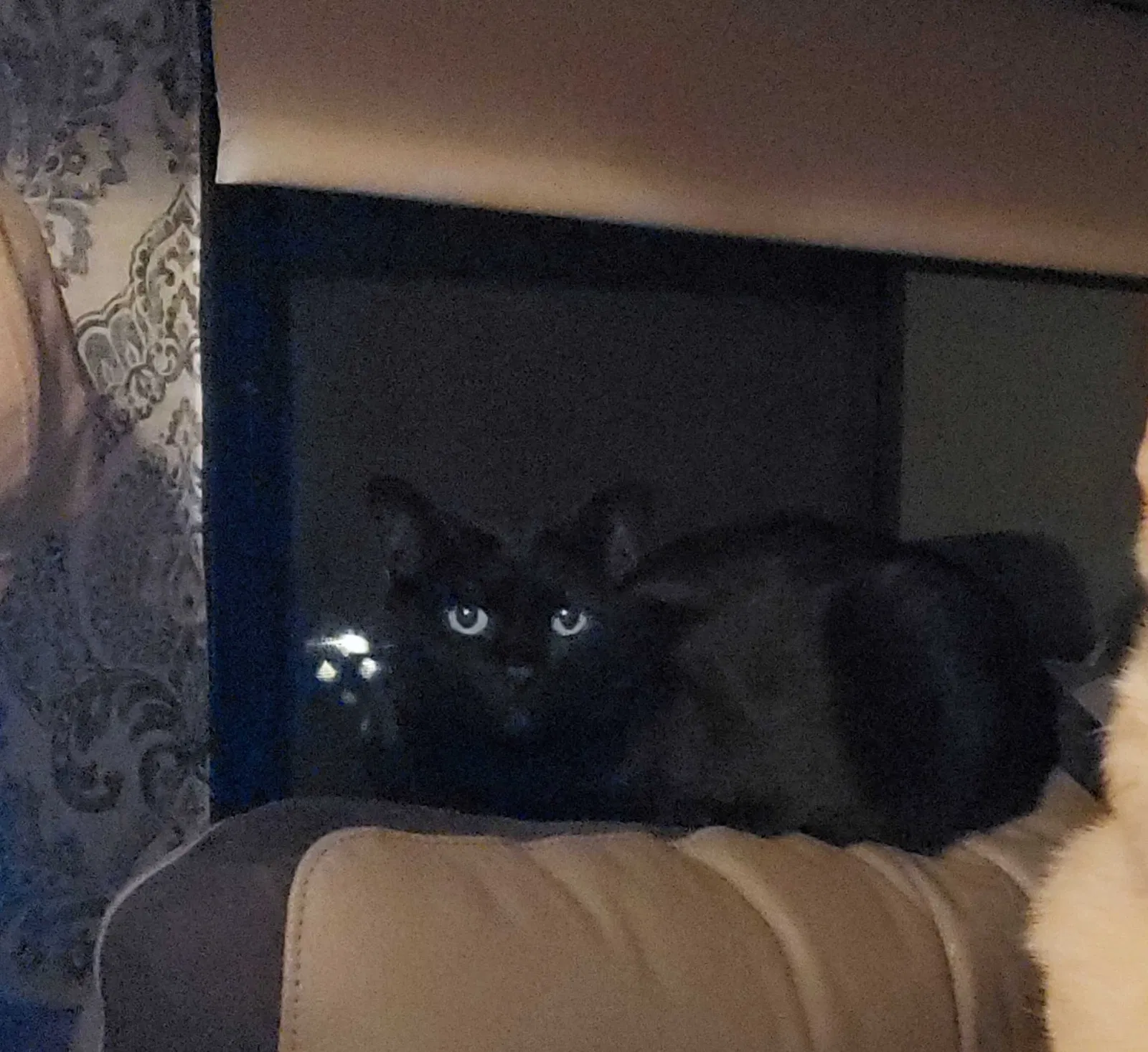 Lost cat in Mesa, AZ, 85213