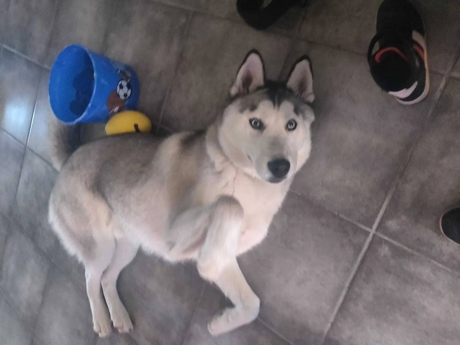 Lost dog in Phoenix, AZ, 85017
