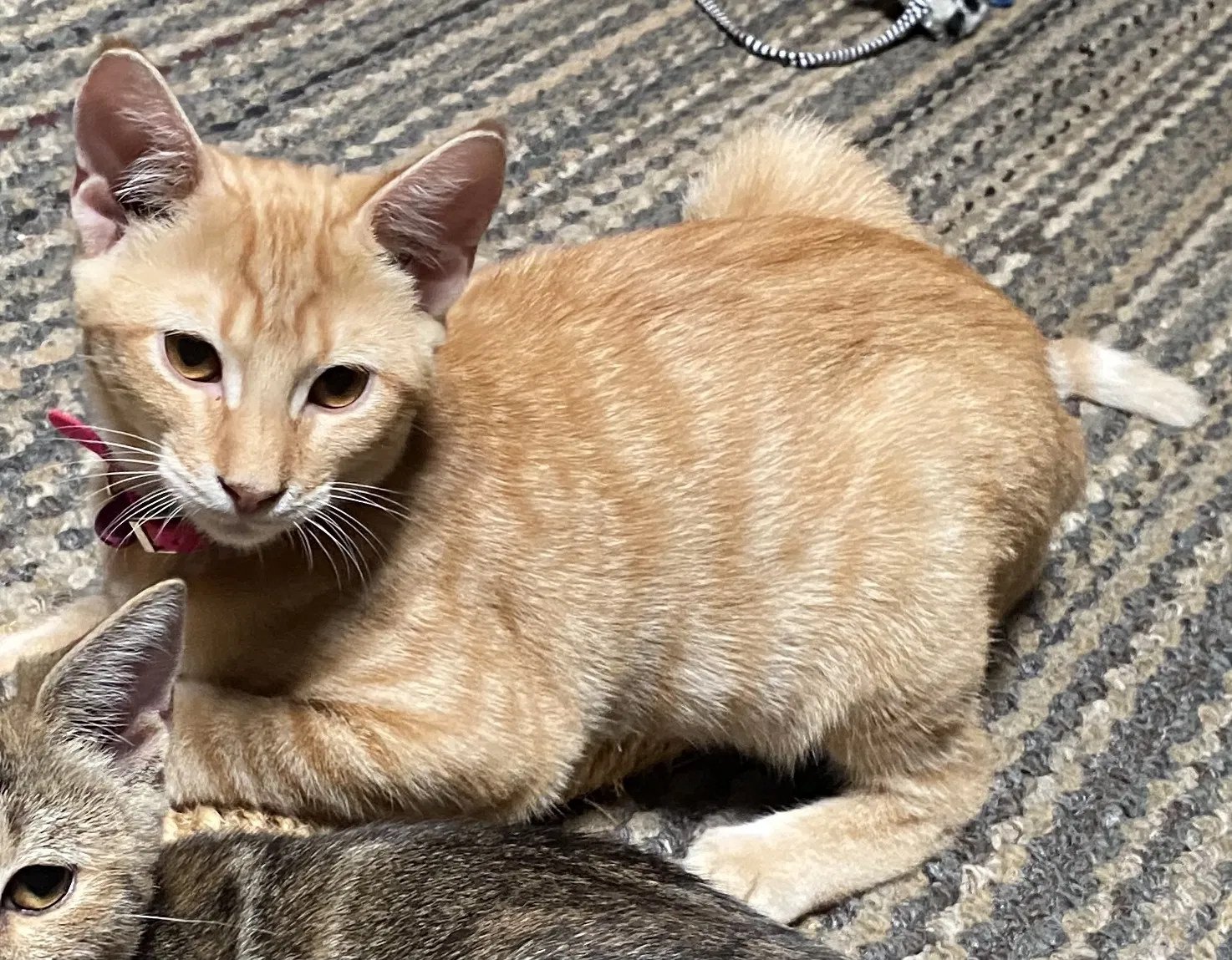Lost cat in Coatesville, PA, 19320