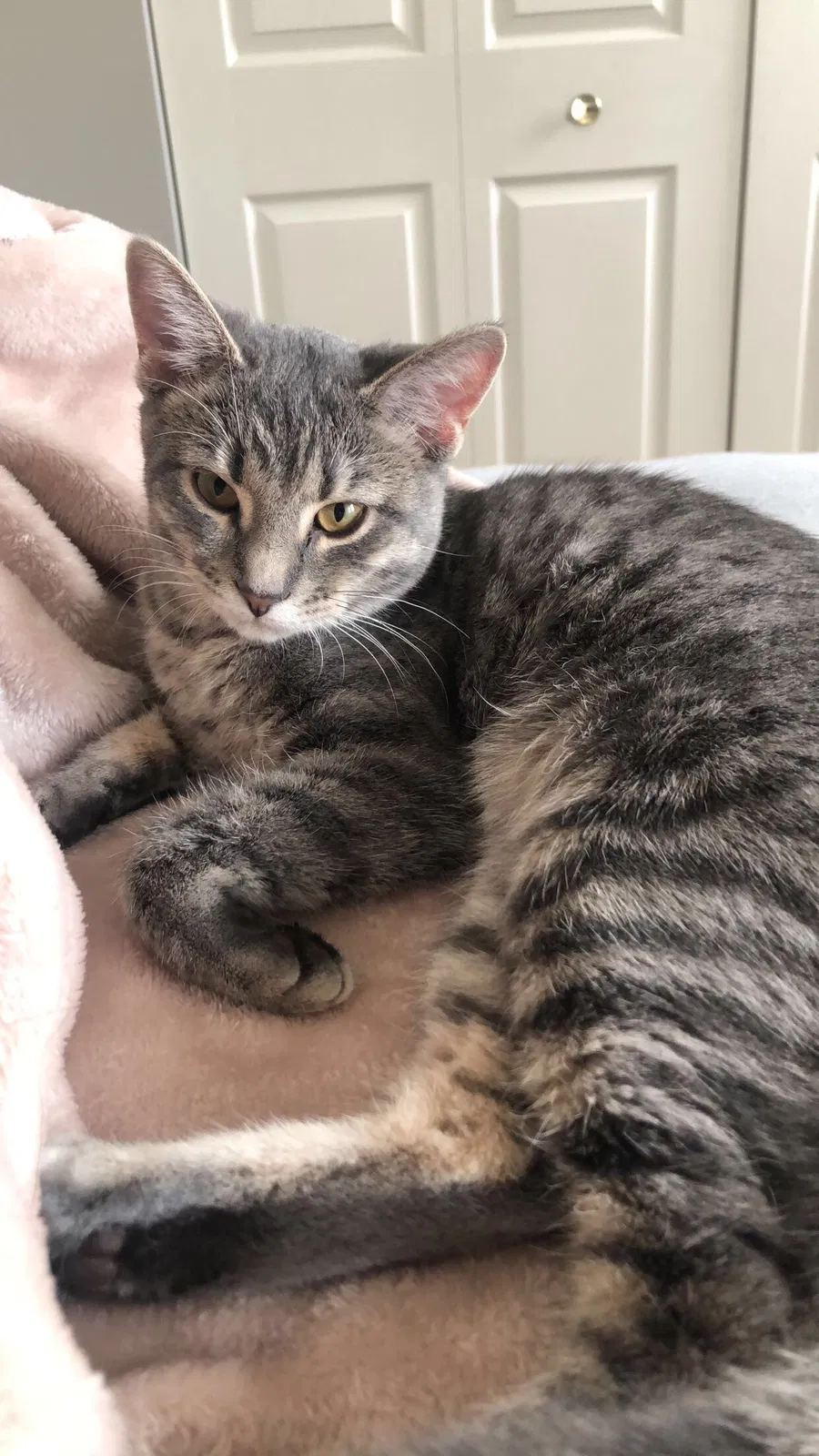 Lost cat in Plainfield, IL, 60586