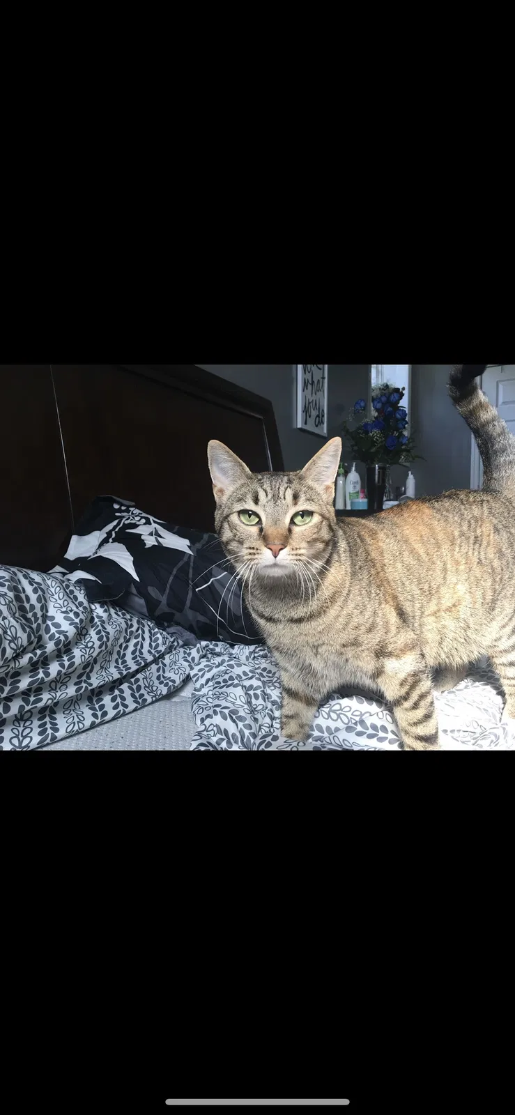 Lost cat in Nashville, TN, 37217