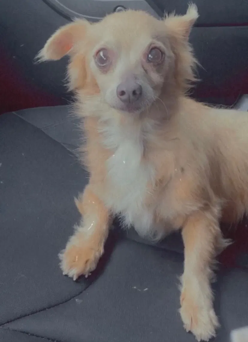 Lost dog in Spring, TX, 77388