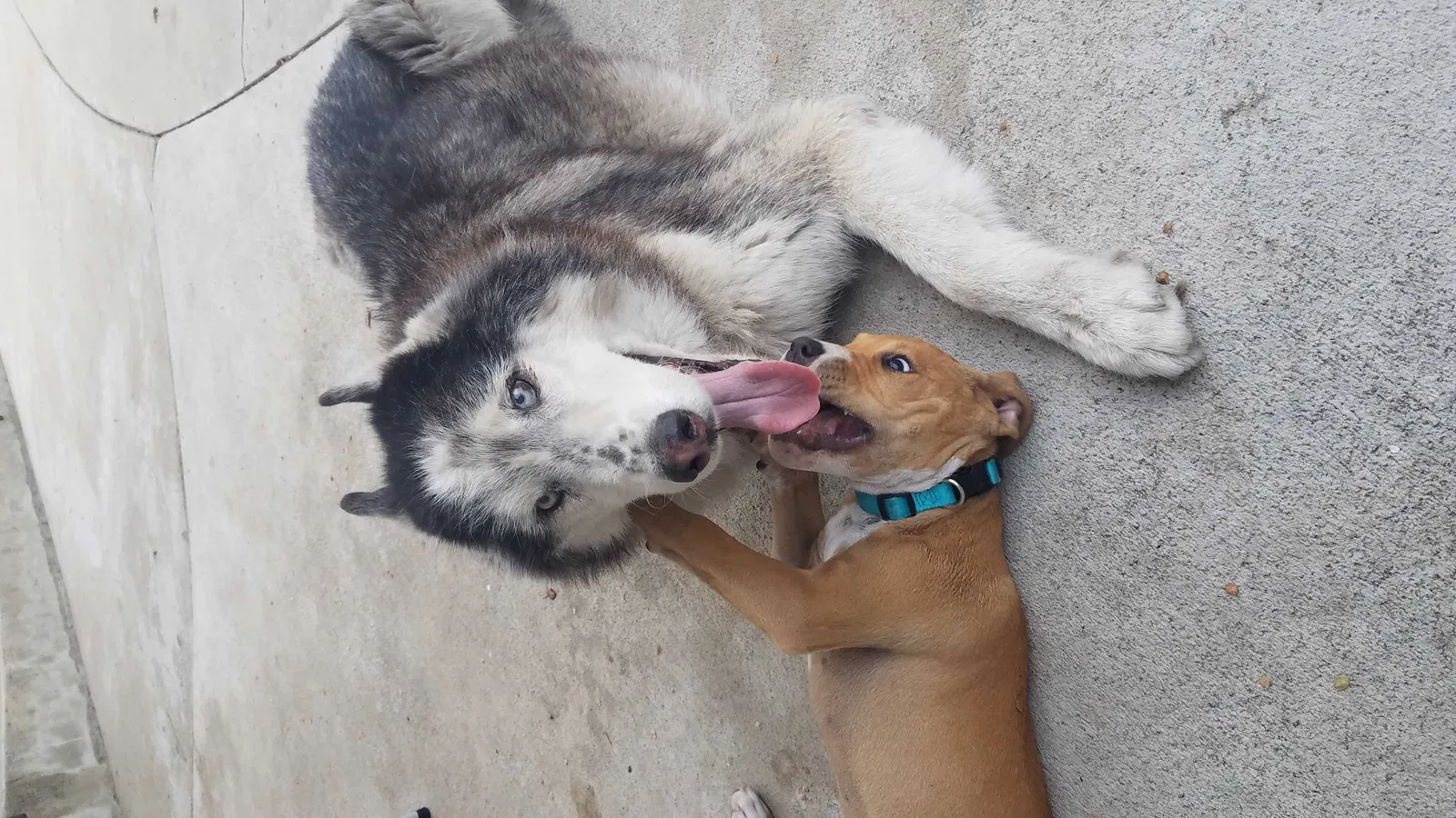 Lost dog in Whittier, CA, 90606