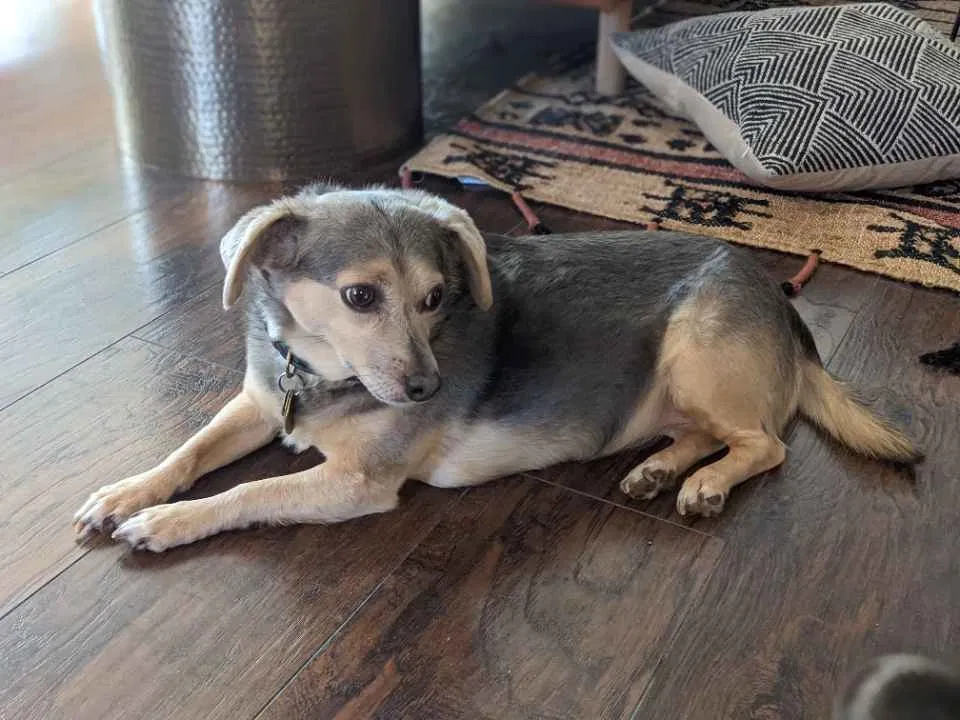 Lost dog in Fort Worth, TX, 76104