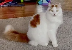 Lost cat in Lake In The Hills, IL, 60156