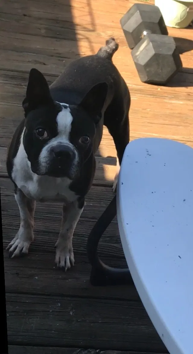 Lost dog in Clarksville, TN, 37042