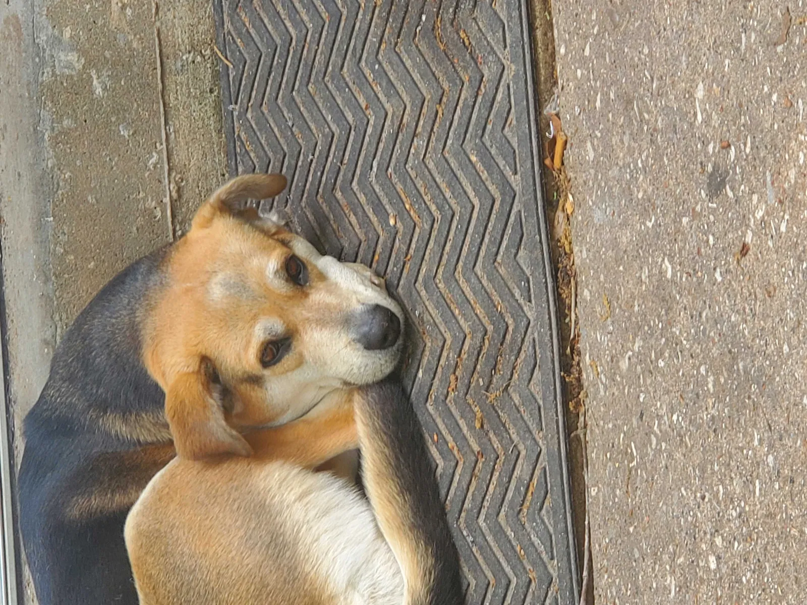 Lost dog in Kingwood, TX, 77345