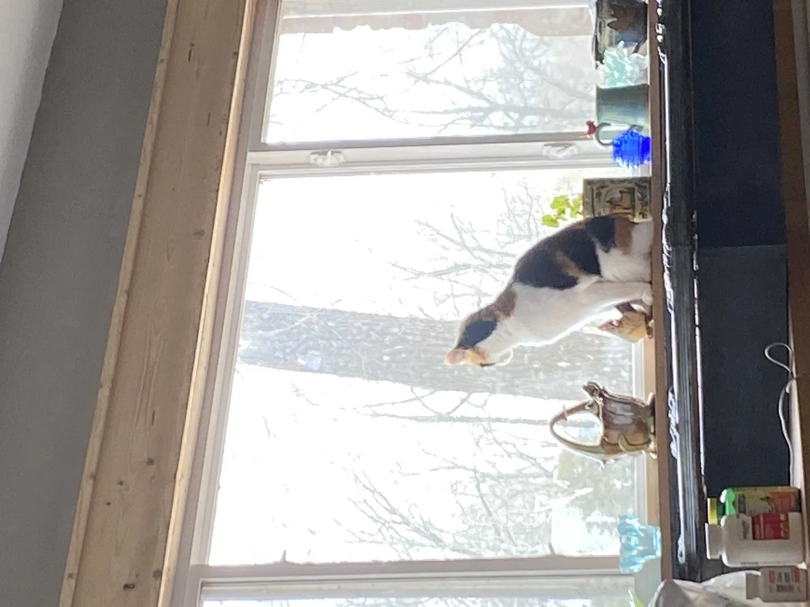 Found cat in Olive Branch, MS, 38654