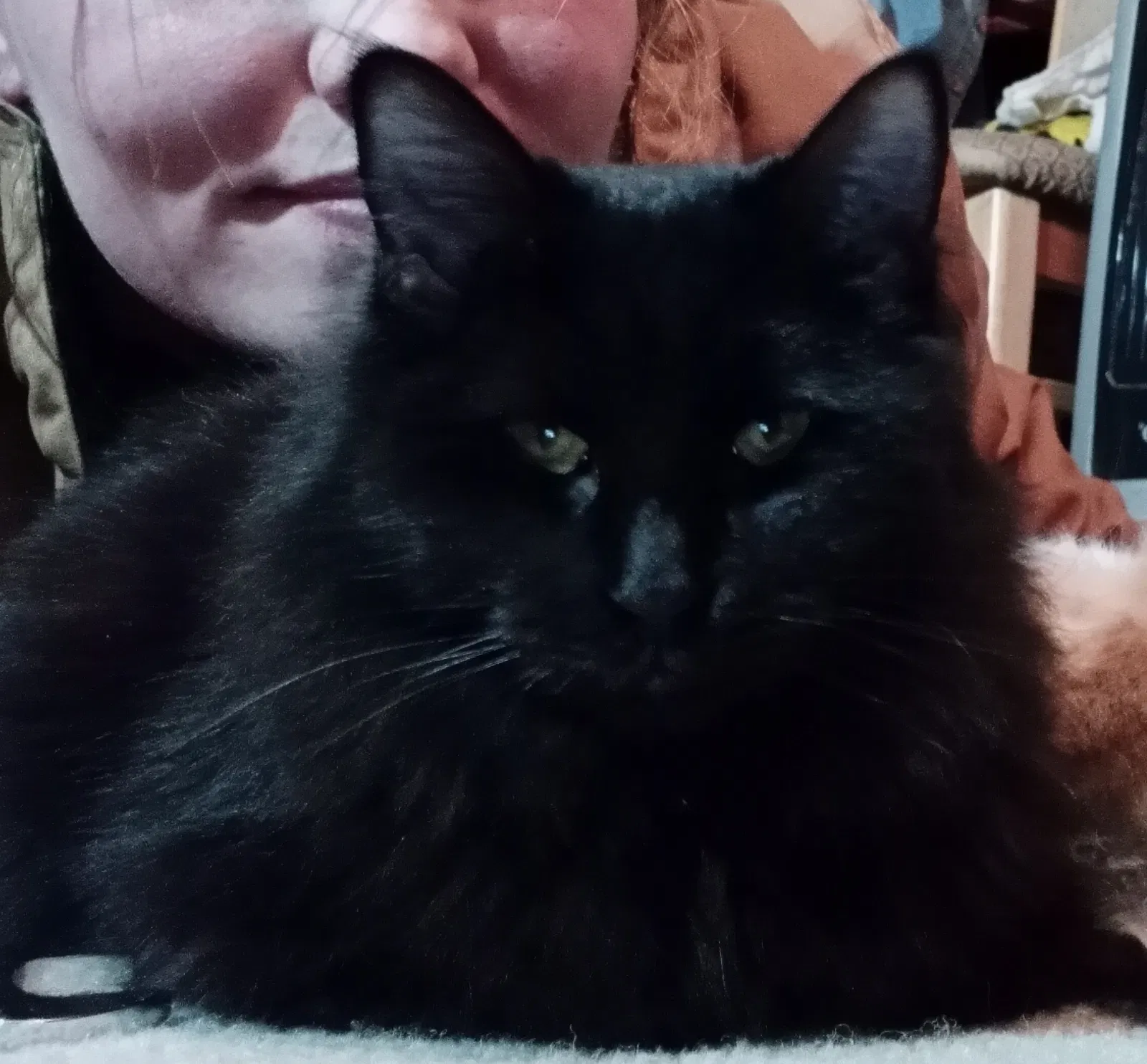 Lost cat in Lexington, SC, 29073