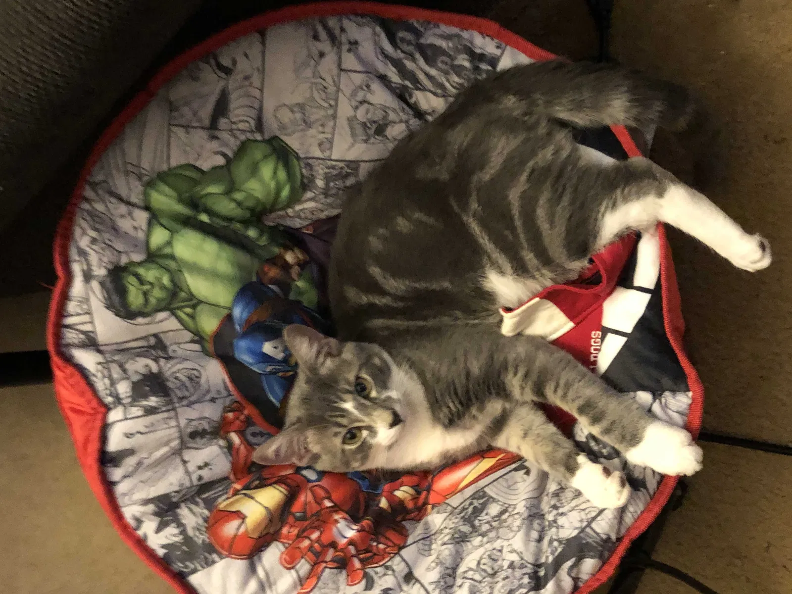 Lost cat in Augusta, GA, 30909