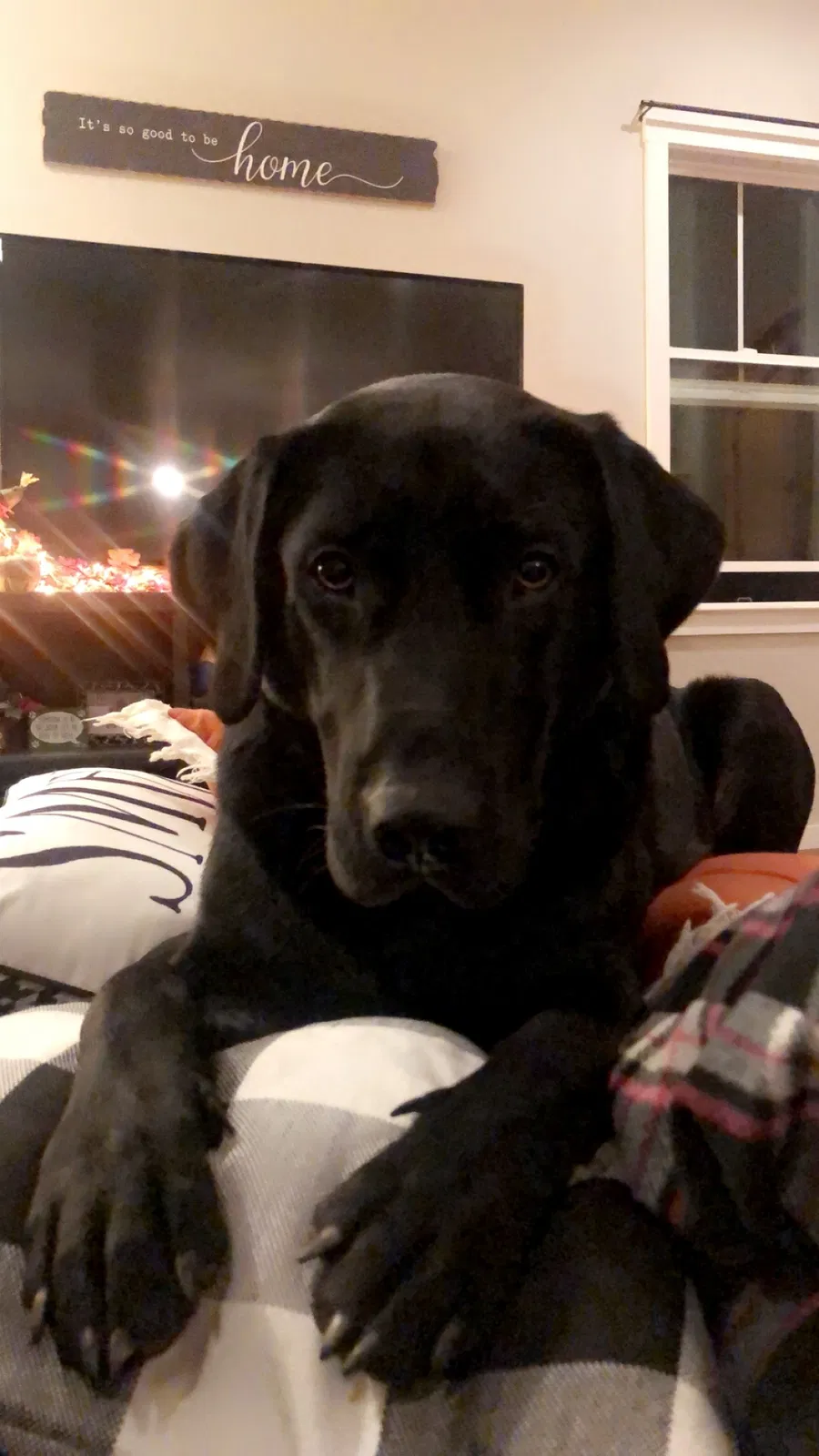 Lost dog in Montpelier, VA, 23192