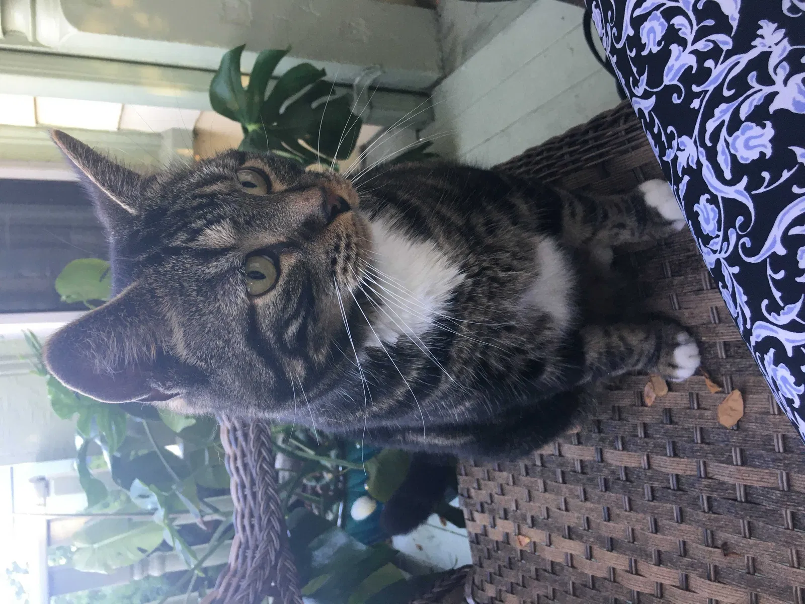 Lost cat in Cranston, RI, 2910